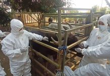 Wujudkan Zero PMK, Irjen Kementan RI Gelar Apel Siaga PMK di Sitandu Banten