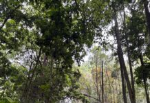 Pemerintah Kota Serang: Mewujudkan Kota Ramah Lingkungan dalam Era Modern