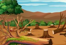 Meneguhkan Komitmen Hijau: Evaluasi UU No. 32 Tahun 2009 dan Tantangan Kementerian Lingkungan Hidup & Kehutanan