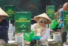 Wujudkan Kedaulatan Pangan dan Tekan Inflasi, Bupati Pandeglang Tanam Cabai di Jiput