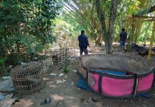 Polsek Carenang Gerebek Arena Sabung Ayam, Pelaku Nekat Kabur Menyeberangi Sungai